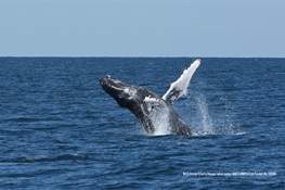 New Initiative Launched to Help Protect New York’s Great Whales 